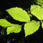 2004 btl gedenkstein seele 20 20091024