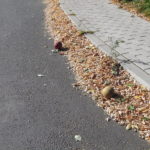 2013 k1 bosseln 4 20131005