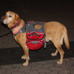 2015 k1 aufstellen weihnachtsbaum 3 20151213