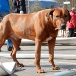 2015 k2 osterfeuer aufbau 8 20170417