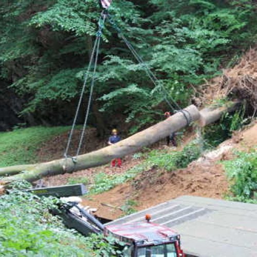 2016 Schießstand „Baum fällen“